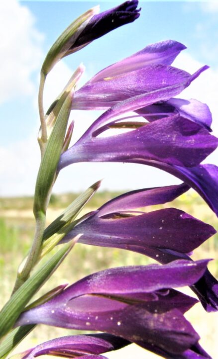 Kıraç süseni (Gladiolus atroviolaceus)