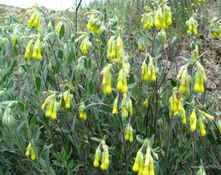 Külemcek (Onosma isaurica) (ENDEMİK)