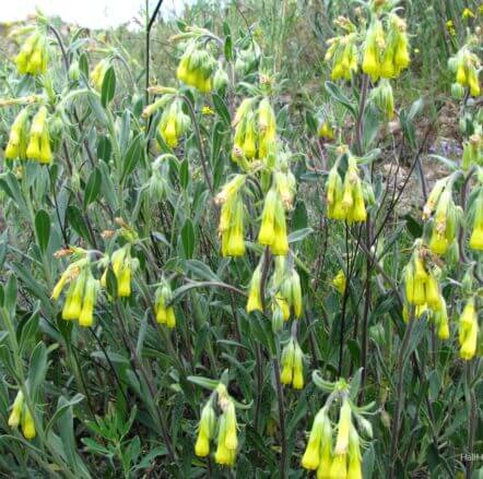 Külemcek (Onosma isaurica) (ENDEMİK)