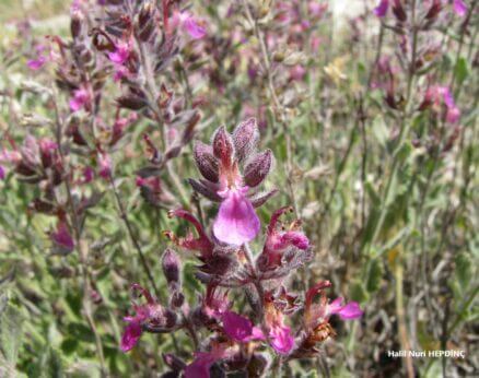 Sıçakotu (Teucrium chamaedrys subsp. syspirence)