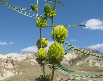 Zümra geveni (Astragalus ponticus)