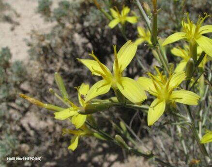 Sızıkamışkan (Lactuca orientalis )