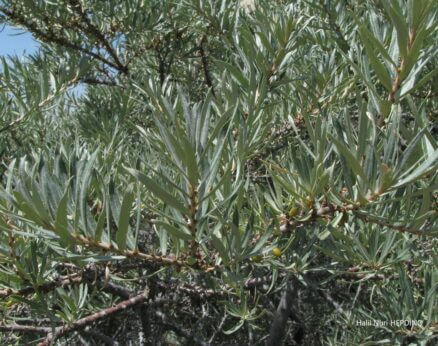 Çıçırgan, Yalancı iğde (Elaeagnus rhamnoides )