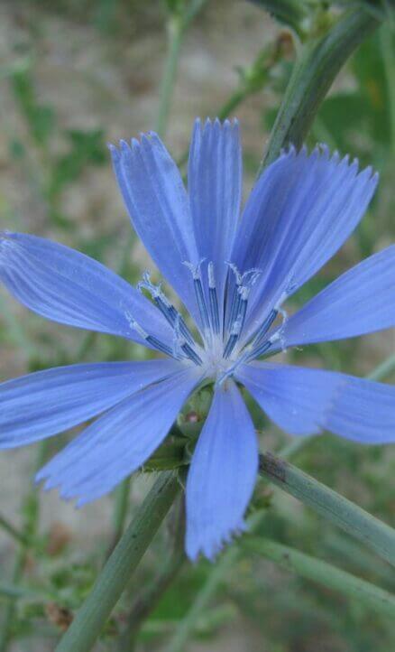 Hindiba (Cichorium ıntybus)