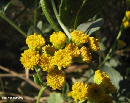 Gümüşdüğme (Tanacetum balsamita)