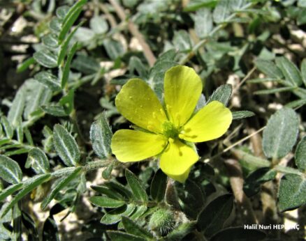 Çobançökerten (Tribulus terrestris)