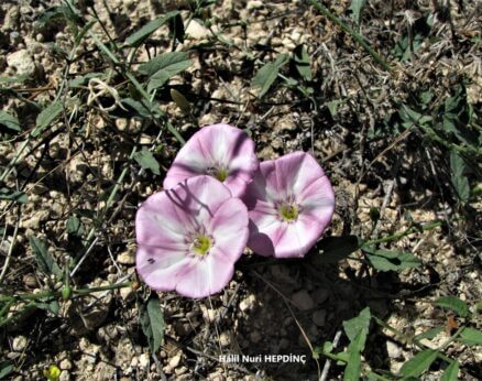 Tarla sarmaşığı (Convolvulus arvensis)(3)