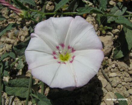 Tarla sarmaşığı (Convolvulus arvensis) (1)