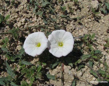 Tarla sarmaşığı (Convolvulus arvensis)(2)