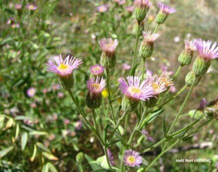 Yünlü şifaotu (Erigeron acris subsp. pycnotrichus)