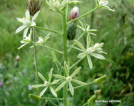 Eşeksusamı (Ornithogalum pyrenaicum)