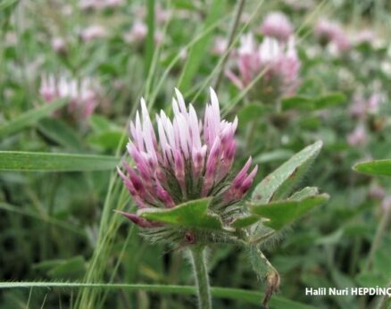 Deli yonca (Trifolium hirtum)