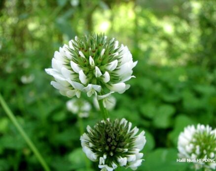 Ak üçgül (Trifolium repens var. repens )