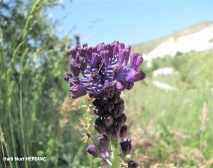 Morbaş (Muscari comosum)