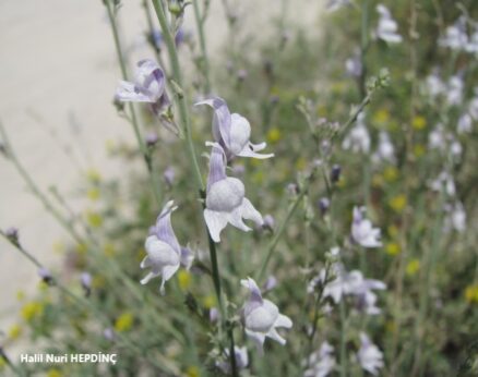 Tarla nevruzotu  (1) (Linaria corifolia ) ENDEMİK