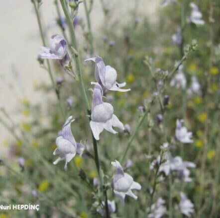 Tarla nevruzotu  (1) (Linaria corifolia ) ENDEMİK