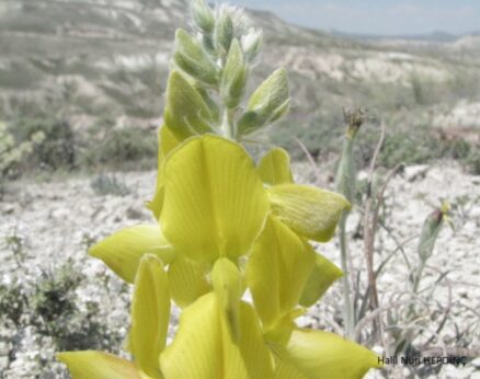 Gümüş Korunga (Onobrychis argyrea subsp. argyrea)