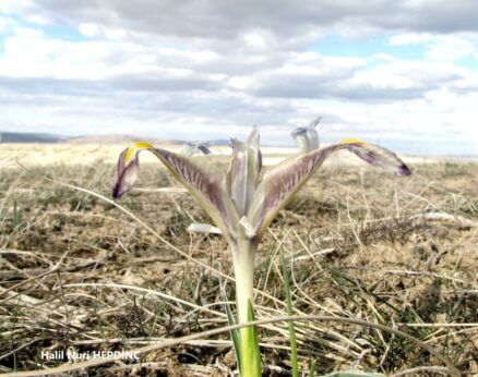 Kabanavruz (Iris galatica) (1) ENDEMİK