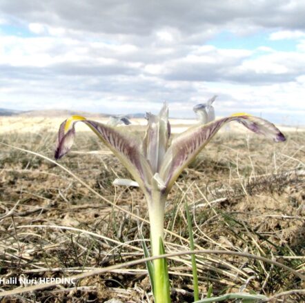 Kabanavruz (Iris galatica) (1) ENDEMİK