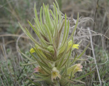 Üç Kernekotu (Bungea trifida)