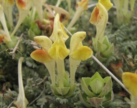 Kırbaçsırımı (Scutellaria orientalis subsp. pinnatifida)