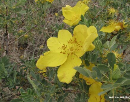 Kadıngöbeği (Rosa hemisphaerica)