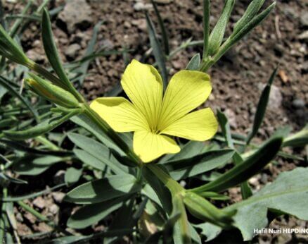 Yabanketen (Linum nodiflorum)