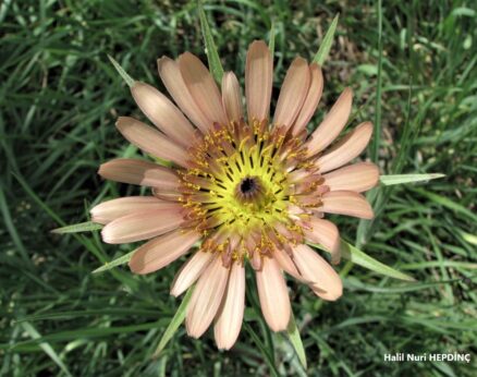 Helevan(Tragopogon porrifolius subsp.longirostris) (2)