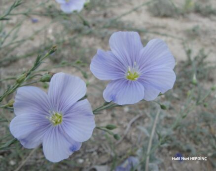 Keten  (Linum usitatissimum)