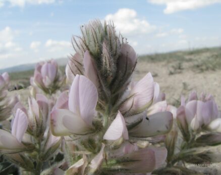 Tatlı tırfıl (Hedysarum cappadocicum) (ENDEMİK)