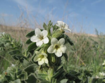 Sarı sormuk (Alkanna orientalis var. leucantha) -beyaz renkli- (ENDEMİK)