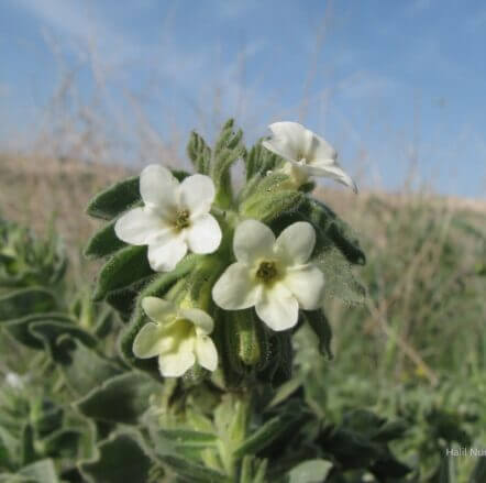 Sarı sormuk (Alkanna orientalis var. leucantha) -beyaz renkli- (ENDEMİK)