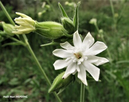 Gıcıgıcı (Silene latifolia subsp. alba)