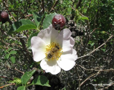 Kuşburnu (Rosa canina) (2)