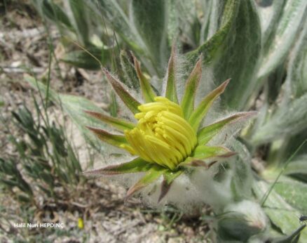 Köksakızı (Scorzonera eriophora)