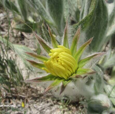 Köksakızı (Scorzonera eriophora)