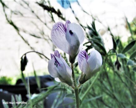 Dandaran (Vicia caesarea) (2)  ENDEMİK