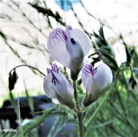 Dandaran (Vicia caesarea) (2)  ENDEMİK