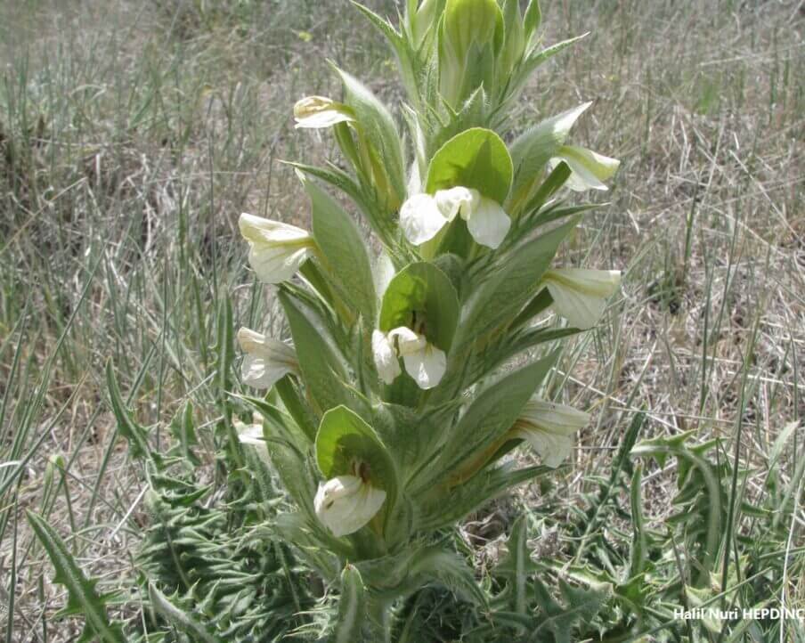 Kıllı ayıpençesi (Acanthus hirsutus subsp. hirsutus )