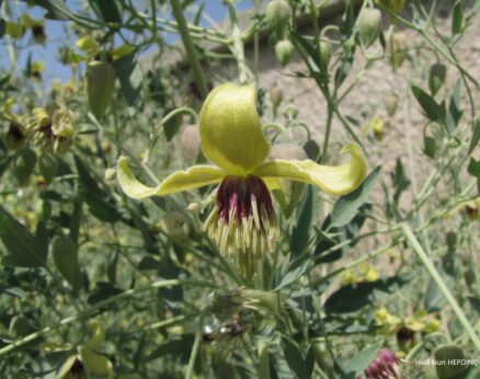 Köpektutağı (Clematis orientalis )