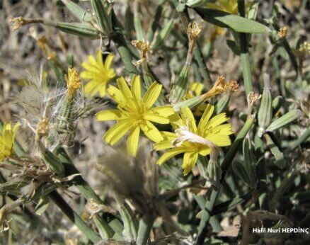 Karakavuk (Chondrilla juncea)