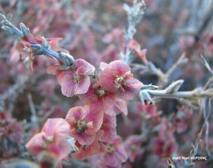 Hölmezotu (Noaea mucronata subsp. mucronata)