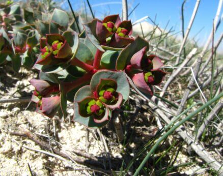 Sütlüağu (Euphorbia anacampseros var. anacampseros) ENDEMİK