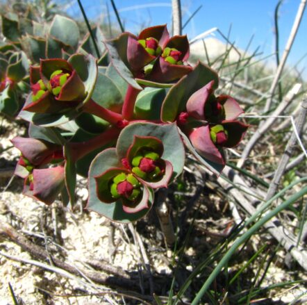 Sütlüağu (Euphorbia anacampseros var. anacampseros) ENDEMİK