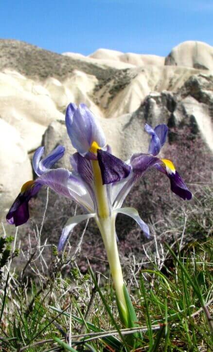 Kabanavruz (Iris galatica) (2) ENDEMİK