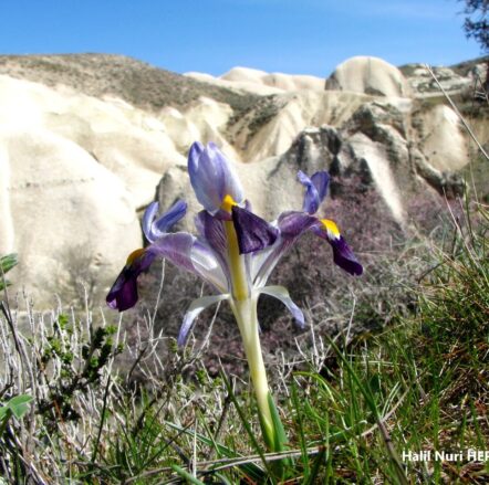 Kabanavruz (Iris galatica) (2) ENDEMİK