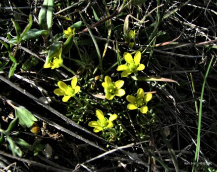 Yelotu (Ceratocephala falcata)