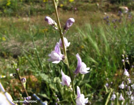 Tarla nevruzotu  (2) (Linaria corifolia ) ENDEMİK