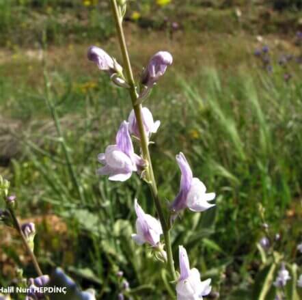 Tarla nevruzotu  (2) (Linaria corifolia ) ENDEMİK
