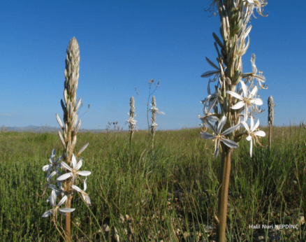 Dededeğneği (Asphodeline globifera)